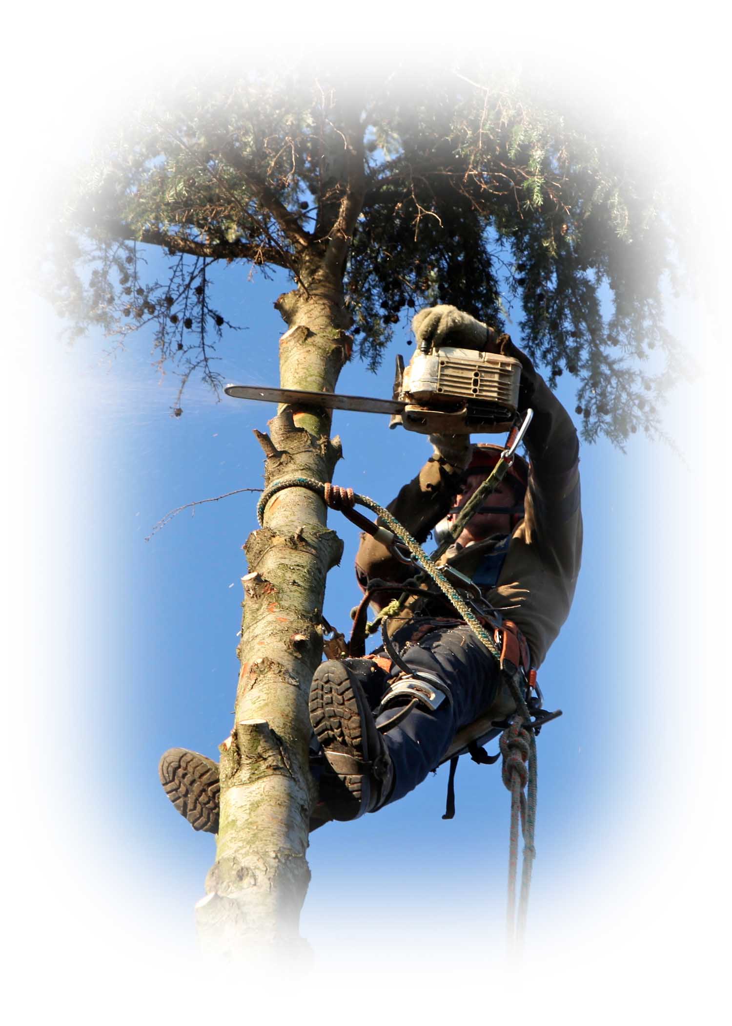 Срезка дерева арбористом в Киевской области.