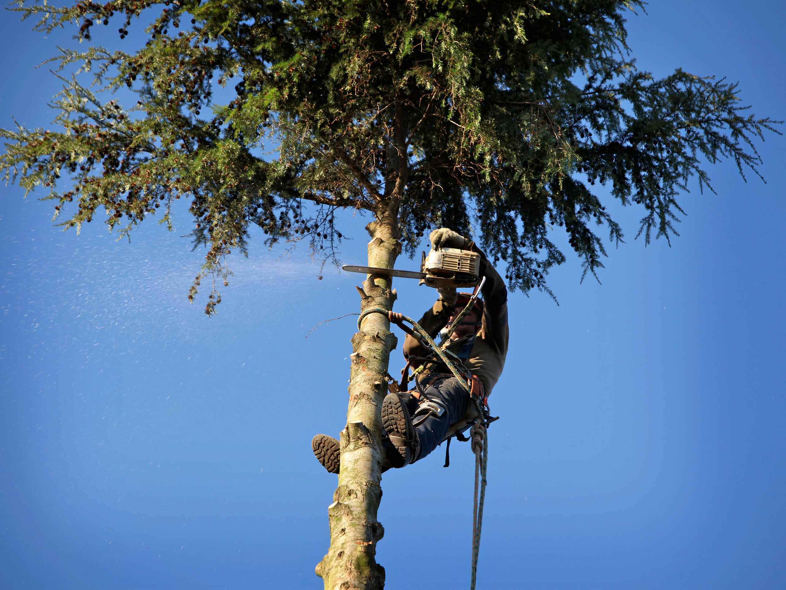Арборист виконує обрізку дерева у Києві